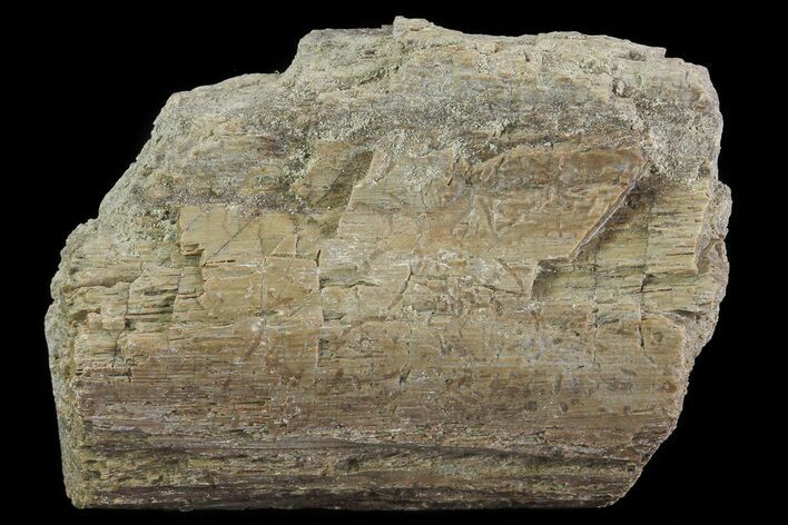 Hadrosaur (Maiasaura) Rib Bone Section - Montana #71289